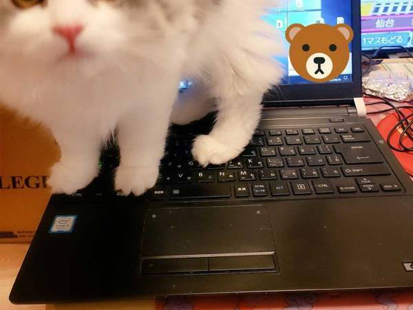 「たまらん」「吹き出した」　在宅勤務中に起きた『かわいすぎるハプニング』をどうぞ！