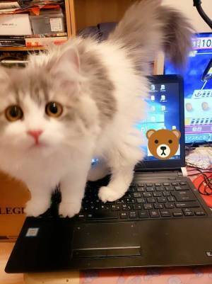 「たまらん」「吹き出した」　在宅勤務中に起きた『かわいすぎるハプニング』をどうぞ！