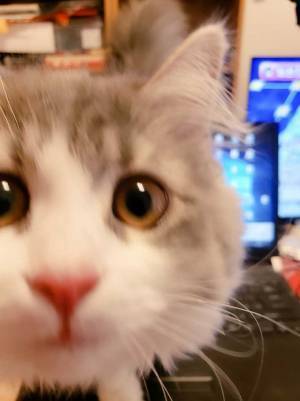 「たまらん」「吹き出した」　在宅勤務中に起きた『かわいすぎるハプニング』をどうぞ！