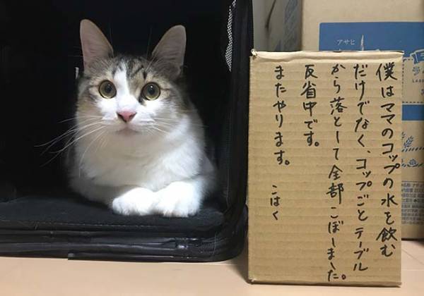 反省中の猫ちゃん　正直な気持ちがダダもれで吹き出す