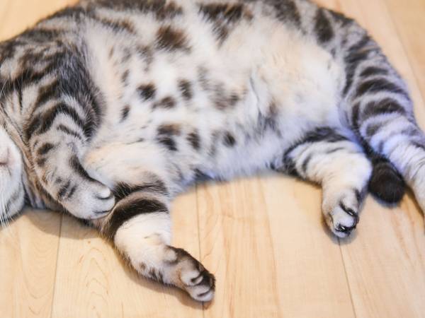 「これはうちの猫じゃない！」　動物病院で飼い主が激怒した、驚きの理由とは？