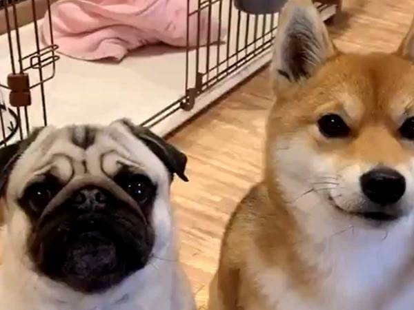 パグと柴犬が…？　「これは満点」と称賛された『芸』をご覧ください