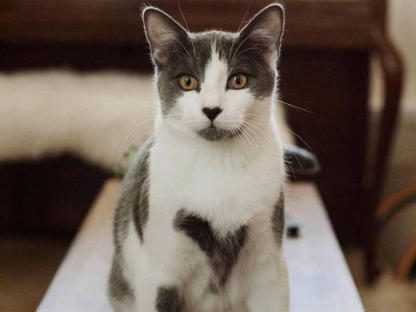 全身が『ハート』だらけの猫？　その姿を見て納得　「かわいい」「もっと見たい」