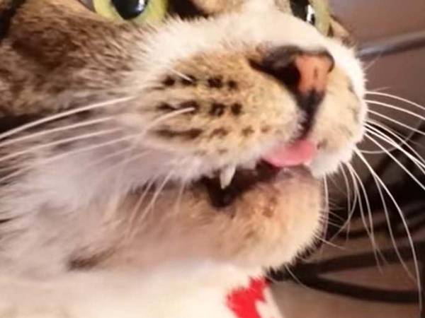 「笑いが止まらん…」　表情が絶妙すぎる猫ちゃんが、こちら