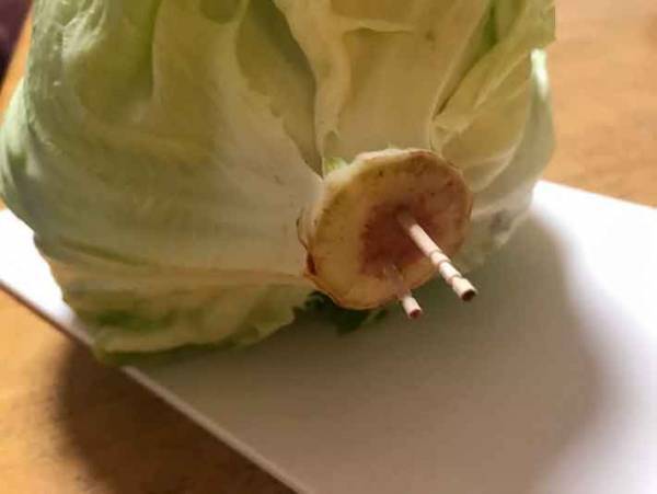 レタスをすぐにダメにしてしまう方へ！たったこれだけ？新鮮に保てる方法