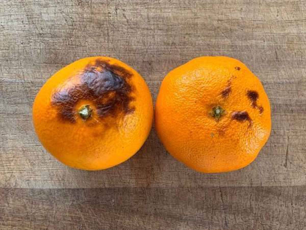 ストレスが溜まってることに気づいていますか？ 国際中医専門員に聞く「ストレス緩和法」