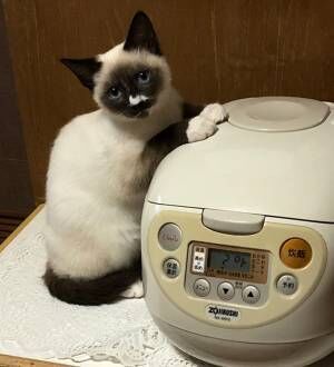 炊飯器の横にたたずむ猫　何をしているかというと…？