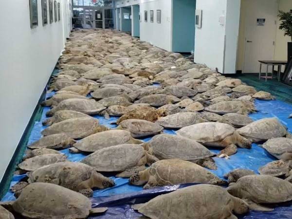 廊下を埋め尽くすウミガメの動画に感謝の声　「ありがとう」「涙が出た」