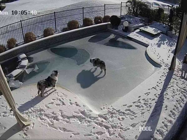 これは怖い　プールサイドで遊んでいた犬　次の瞬間　「うちの犬にも起きた」