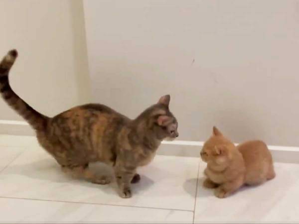 先輩猫に驚かされた子猫　その『倒れ方』にツッコミの嵐