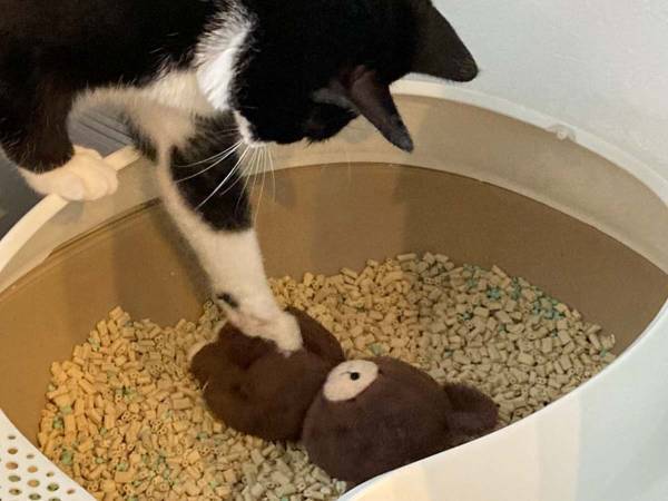 ぬいぐるみにトイレを教える猫　飼い主の『ひと言』に吹き出す