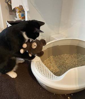 ぬいぐるみにトイレを教える猫　飼い主の『ひと言』に吹き出す