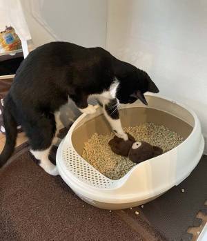 ぬいぐるみにトイレを教える猫　飼い主の『ひと言』に吹き出す