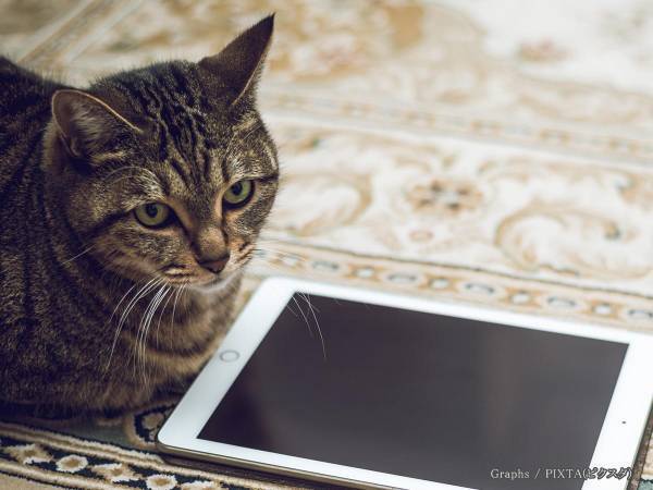 「猫の日には、猫を守ろう」　イエローハットのメッセージに胸が熱くなる