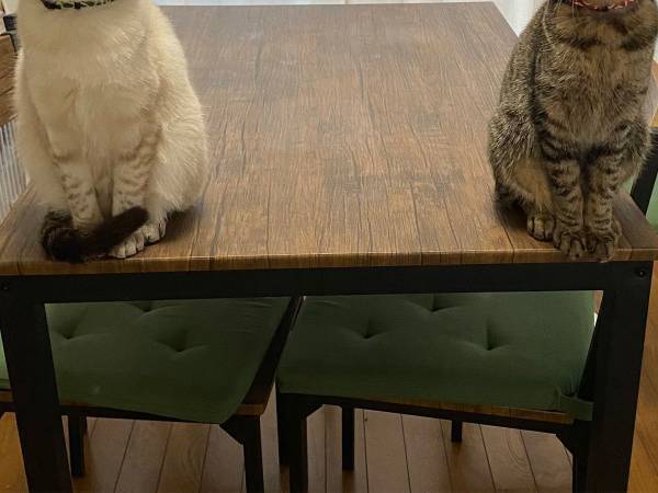 出迎えの圧が強い…　帰宅後、猫を写した１枚に反響　「狛犬ならぬ狛猫だ」