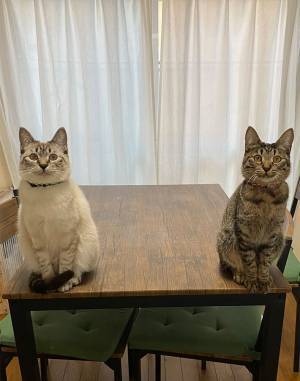 出迎えの圧が強い…　帰宅後、猫を写した１枚に反響　「狛犬ならぬ狛猫だ」