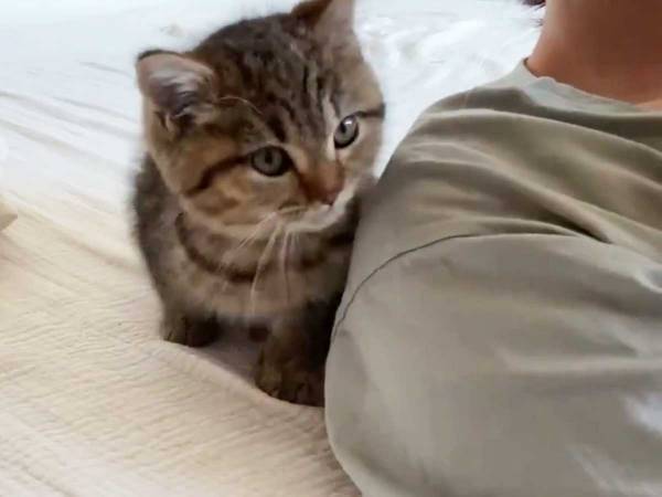 飼い主の背後にいる子猫、とった行動に１０万人が「かわいいの大渋滞」「尊い…」