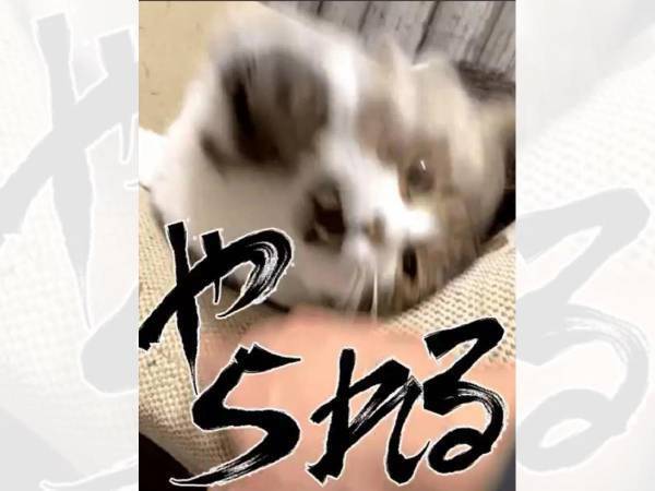 猫ちゃんが大暴れ！　パワフルすぎる『おみくじ』に反響