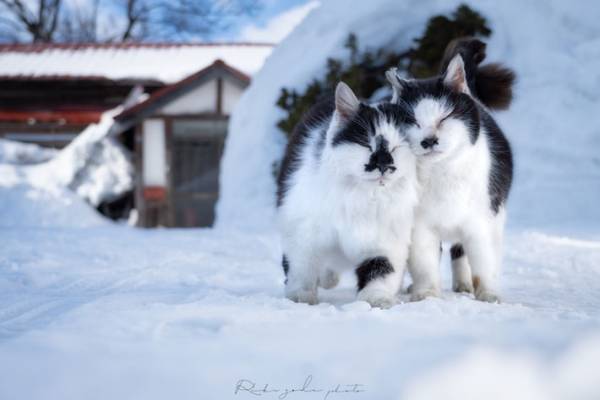 「とてつもないリア充を見せつけられた」　２匹の猫のラブラブっぷりがすごい