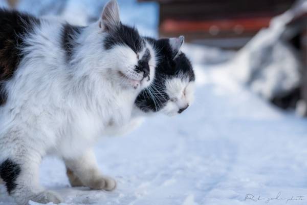 「とてつもないリア充を見せつけられた」　２匹の猫のラブラブっぷりがすごい
