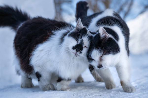「とてつもないリア充を見せつけられた」　２匹の猫のラブラブっぷりがすごい