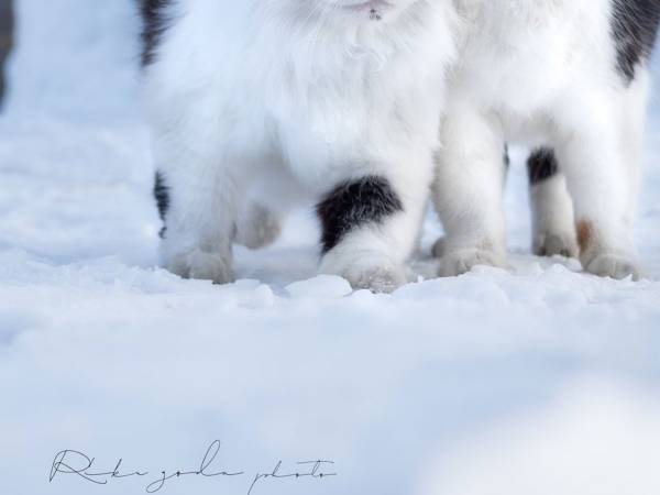 「とてつもないリア充を見せつけられた」　２匹の猫のラブラブっぷりがすごい