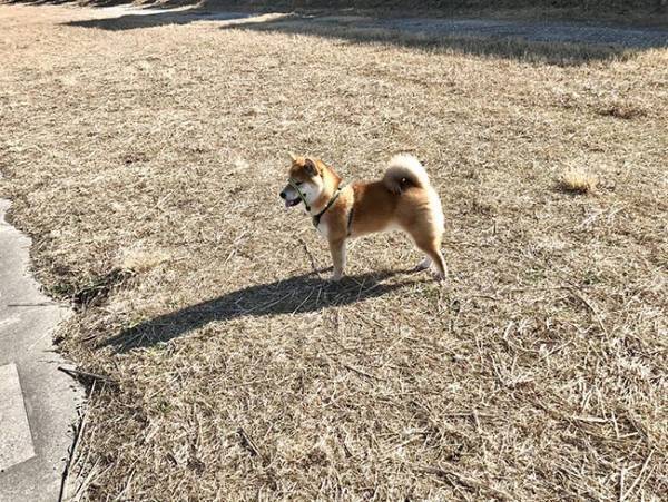 散歩中の柴犬　振り返った『表情』に吹き出す