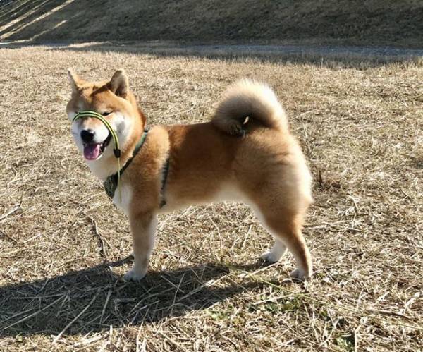 散歩中の柴犬　振り返った『表情』に吹き出す