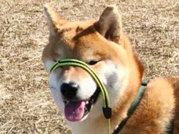 散歩中の柴犬　振り返った『表情』に吹き出す