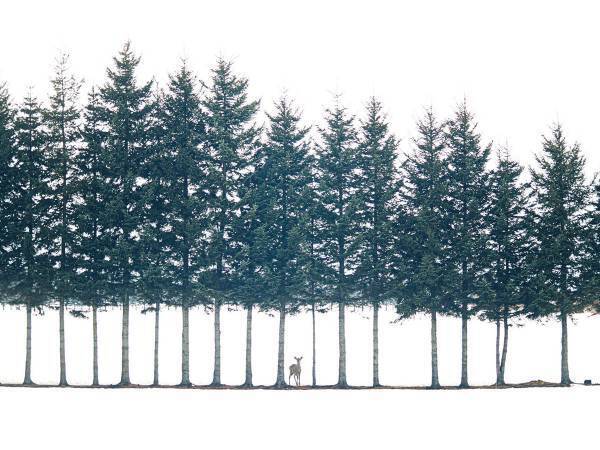 幻想的な風景にシカが写り込んで？　撮影された写真に、５万人が感動