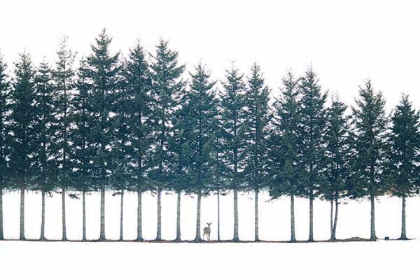 幻想的な風景にシカが写り込んで？　撮影された写真に、５万人が感動