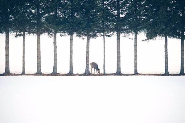 幻想的な風景にシカが写り込んで？　撮影された写真に、５万人が感動