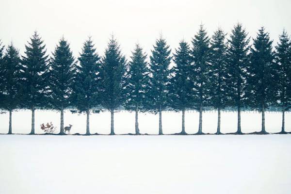 幻想的な風景にシカが写り込んで？　撮影された写真に、５万人が感動