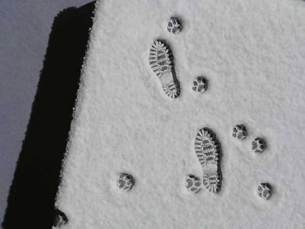 「すごい」「あっという間に癒された」　雪の上についた足跡に、感動の声