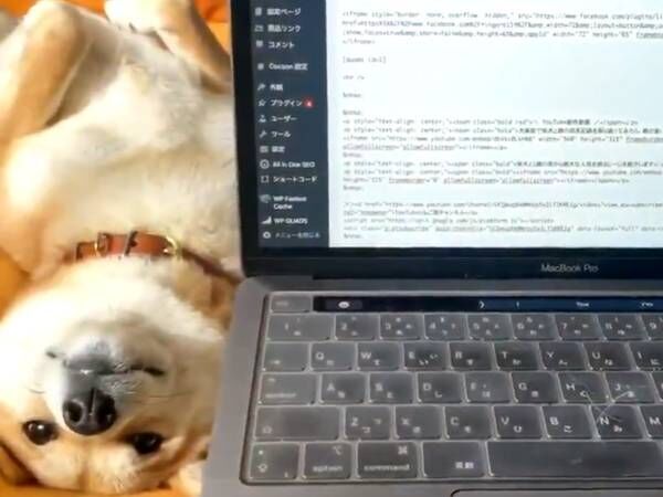 「お茶吹き出した」「笑った」　パソコン作業をする飼い主の横で柴犬が？
