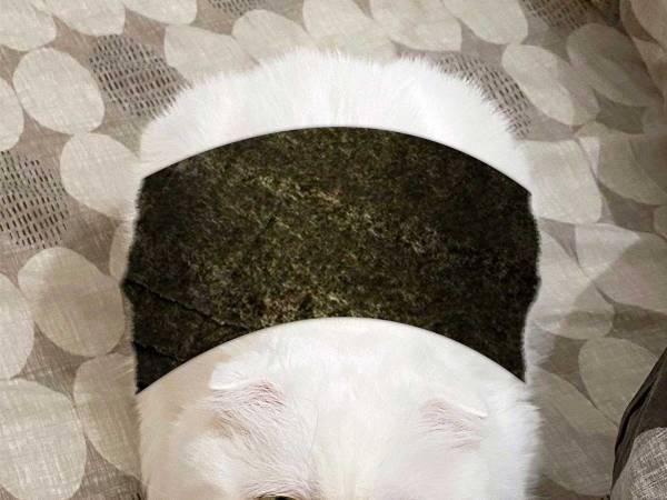 愛猫に『海苔』を巻いた飼い主　その理由に吹き出す！
