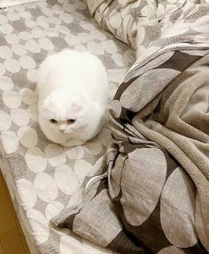 愛猫に『海苔』を巻いた飼い主　その理由に吹き出す！