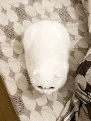 愛猫に『海苔』を巻いた飼い主　その理由に吹き出す！