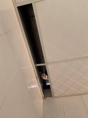 入れ代わり立ち代わり…　『天井の穴』から現れたのは？