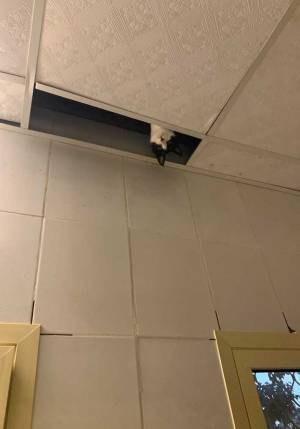 入れ代わり立ち代わり…　『天井の穴』から現れたのは？