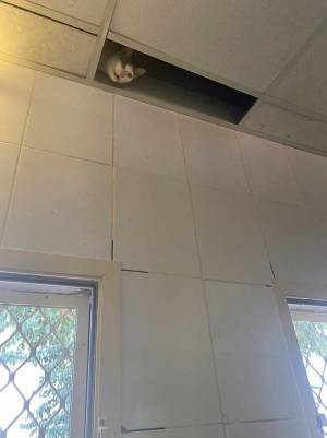 入れ代わり立ち代わり…　『天井の穴』から現れたのは？