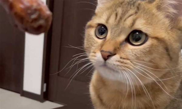 「飼い主、ウンチ食べてる…」　ドン引きする猫がコチラです