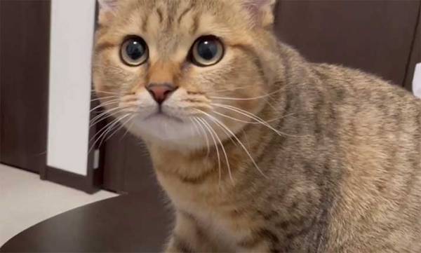 「飼い主、ウンチ食べてる…」　ドン引きする猫がコチラです