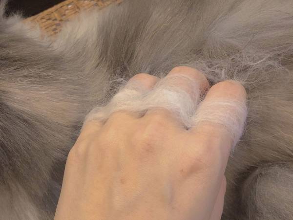 飼い主「猫をなでていたら…」　写真に９万人が『いいね』したワケ