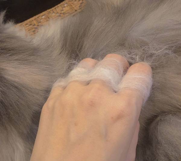 飼い主「猫をなでていたら…」　写真に９万人が『いいね』したワケ