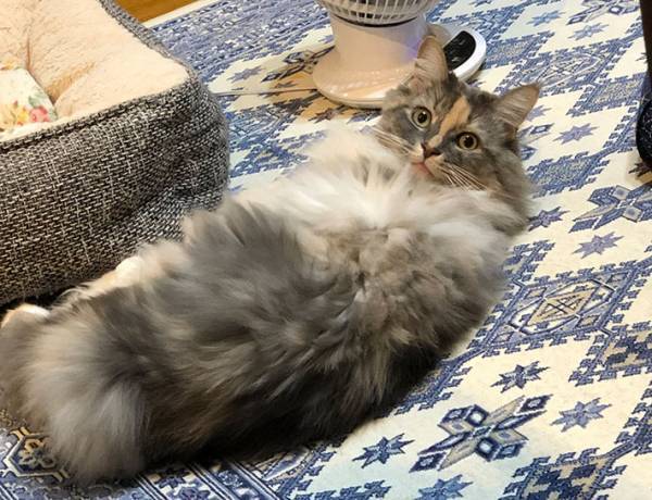 飼い主「猫をなでていたら…」　写真に９万人が『いいね』したワケ