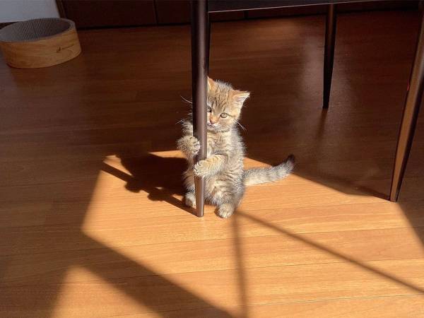 ８万人をキュンとさせた『魅惑のポールダンス』　その正体が…こちらです