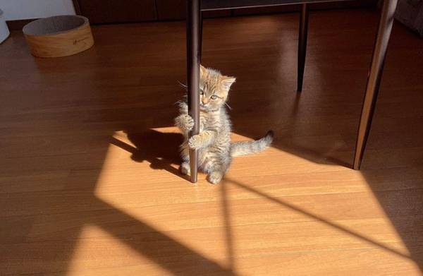 ８万人をキュンとさせた『魅惑のポールダンス』　その正体が…こちらです