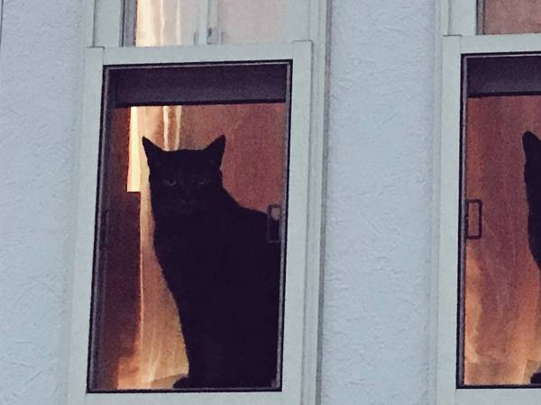 「よくぞ、そんな猫を撮っていたな！」と思わず言いたくなる１枚とは