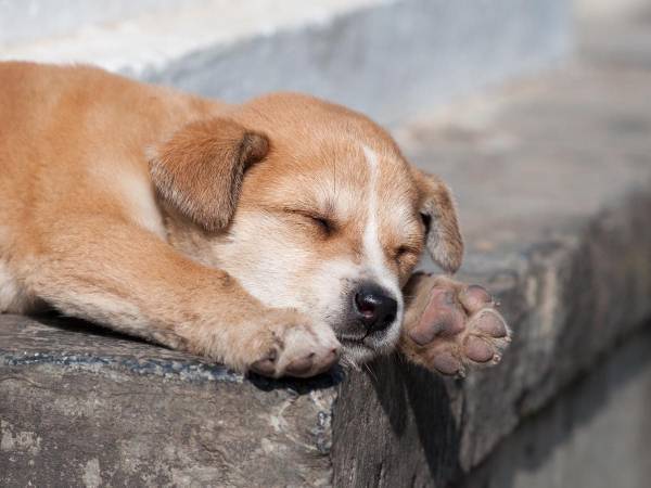 大ケガをして瀕死の状態の子犬　その２週間後…　「号泣した」「ありがとう」